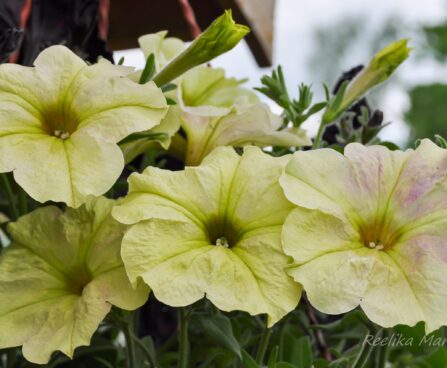 2292_7627_Petunia_cultivars_Bonnie_Pink_Lemonade__2.JPG
