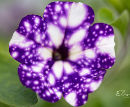 2293_10982_Petunia_NightSky__petuunia.jpg