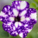 2293_10982_Petunia_NightSky__petuunia.jpg