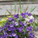 2293_6798_Petunia_NightSky_.JPG