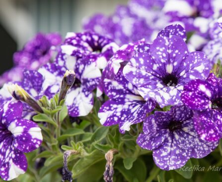 2293_7523_Petunia_NightSky_.JPG