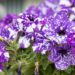 2293_7523_Petunia_NightSky_.JPG