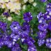 2293_7849_Petunia_NightSky__2.JPG