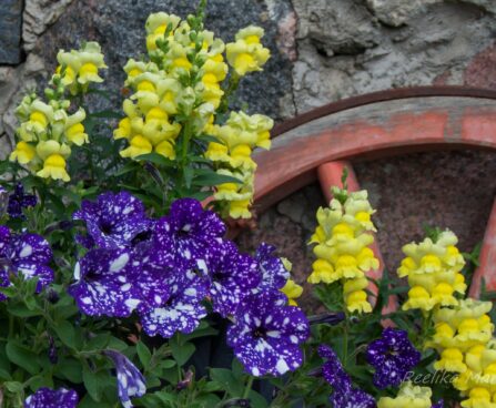2293_7850_Petunia_NightSky__3.JPG
