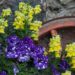 2293_7850_Petunia_NightSky__3.JPG