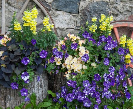 2293_7851_Petunia_NightSky_.JPG