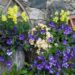 2293_7851_Petunia_NightSky_.JPG