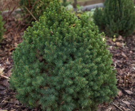 239_6696_Picea_glauca_Alberta_Globe_.JPG