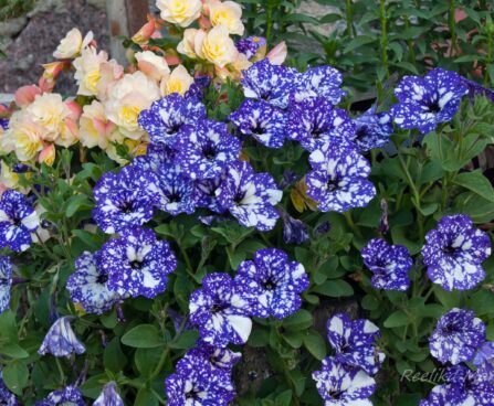2293_7913_Petunia_NightSky__2.JPG