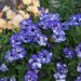 2293_7913_Petunia_NightSky__2.JPG