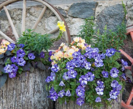 2293_7914_Petunia_NightSky_.JPG
