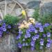 2293_7914_Petunia_NightSky_.JPG