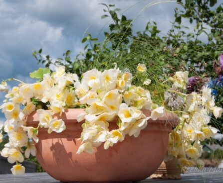 2297_4545_Begonia_elatior_Glory_Lemon.jpg