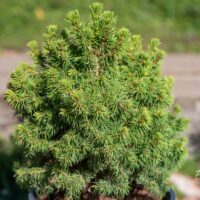 239_9889_Picea_glauca_Alberta_Globe_kanada_kuusk_2.jpg