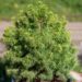 239_9889_Picea_glauca_Alberta_Globe_kanada_kuusk_2.jpg