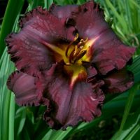 2336_6831_Hemerocallis_Black_StockingsPhoto_Darwinplants.jpg