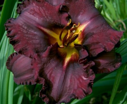 2336_6831_Hemerocallis_Black_StockingsPhoto_Darwinplants.jpg