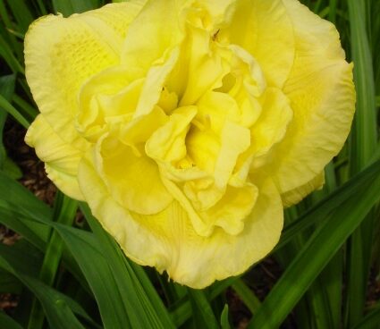 2343_7204_Hemerocallis_Yellow_Submarine1_Photo_Darwinplants.jpg