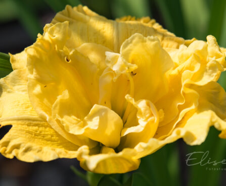 2343_8798_Hemerocallis_Yellow_Submarine__2.JPG