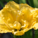 2343_8798_Hemerocallis_Yellow_Submarine__2.JPG