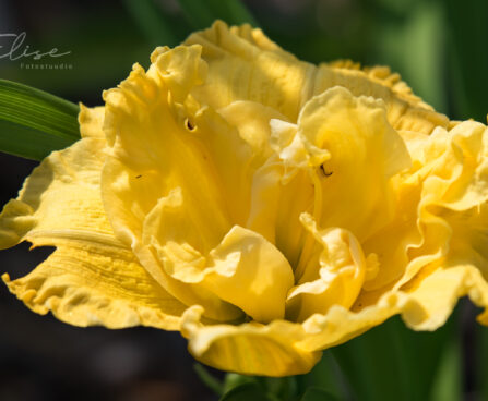 2343_8799_Hemerocallis_Yellow_Submarine_.JPG