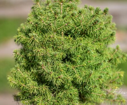 239_9891_Picea_glauca_Alberta_Globe_kanada_kuusk.jpg