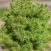 239_9891_Picea_glauca_Alberta_Globe_kanada_kuusk.jpg