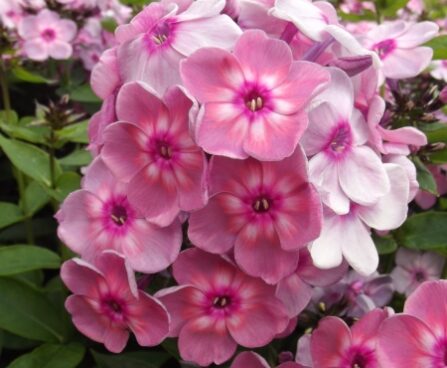 2374_7137_Phlox_paniculata_Rainbow_Dancer_Photo_Darwinplants.jpg