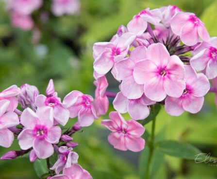 2374_8993_Phlox_paniculata_Rainbow_Dancer__2.JPG