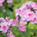 2374_8993_Phlox_paniculata_Rainbow_Dancer__2.JPG