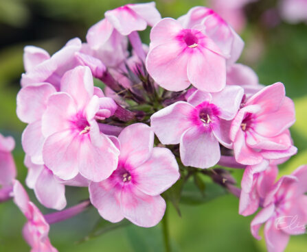 2374_8994_Phlox_paniculata_Rainbow_Dancer_.JPG