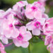 2374_8994_Phlox_paniculata_Rainbow_Dancer_.JPG