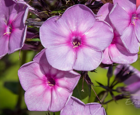 2374_9165_Phlox_paniculata_Rainbow_Dancer__2.JPG