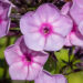 2374_9165_Phlox_paniculata_Rainbow_Dancer__2.JPG