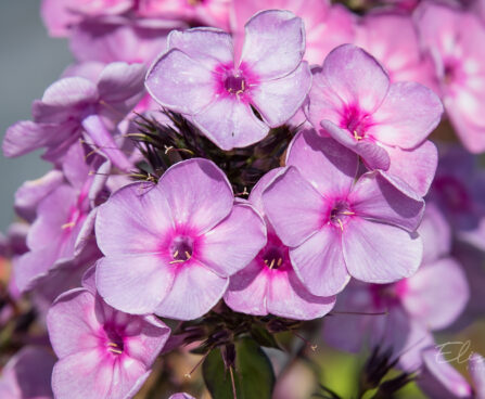 2374_9166_Phlox_paniculata_Rainbow_Dancer_.JPG