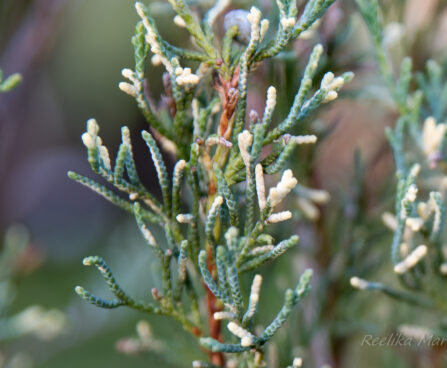 2383_6359_Juniperus_scopulorum_Blue_Arrow_Variegata_.jpg