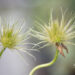 2428_11026_Pulsatilla_vulgaris__karukell.jpg