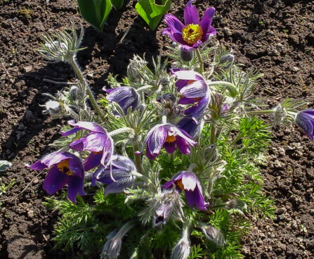 2428_7395_Pulsatilla_Violet.JPG