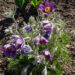2428_7395_Pulsatilla_Violet.JPG
