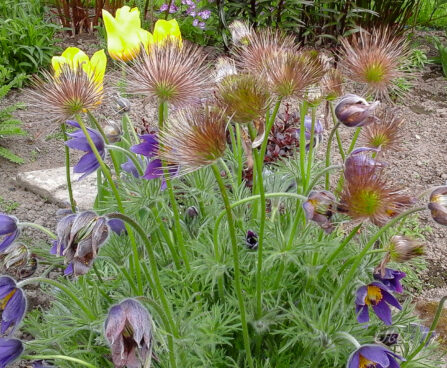 2428_7396_Pulsatilla_Violet_.JPG