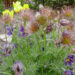 2428_7396_Pulsatilla_Violet_.JPG