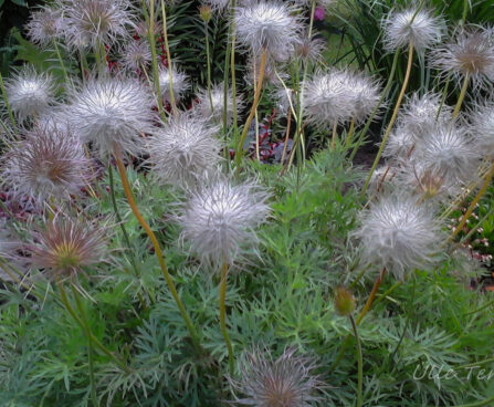 2428_7397_Pulsatilla_Violet__2.JPG