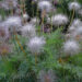 2428_7397_Pulsatilla_Violet__2.JPG
