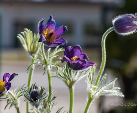 2428_8172_Pulsatilla_vulgaris_3.JPG