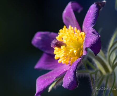 2428_8174_Pulsatilla_vulgaris_7.JPG