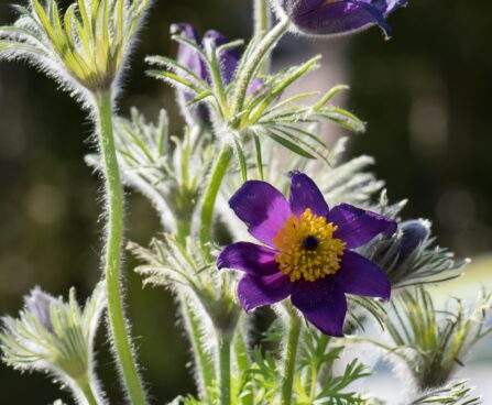 2428_8175_Pulsatilla_vulgaris_6.JPG