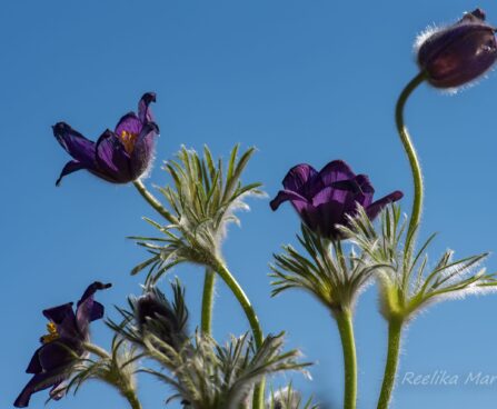 2428_8176_Pulsatilla_vulgaris_4.JPG
