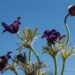 2428_8176_Pulsatilla_vulgaris_4.JPG