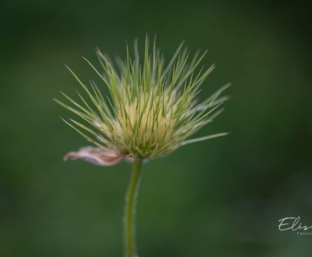 2429_10096_karukell__Pulsatilla.jpg