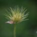2429_10096_karukell__Pulsatilla.jpg